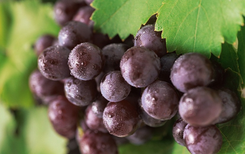 “葡萄美酒夜光杯”，敦煌陽關(guān)葡萄最甜美