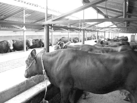 產業(yè)發(fā)展看平涼——“平涼紅?！眽乳_花墻外紅