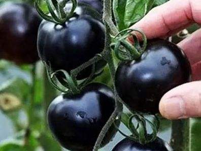 快看！蘭州新區(qū)高優(yōu)新特圣女果“黑羅漢”成熟待摘