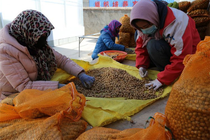 了不起！甘肅定西馬鈴薯良種出口7個國家