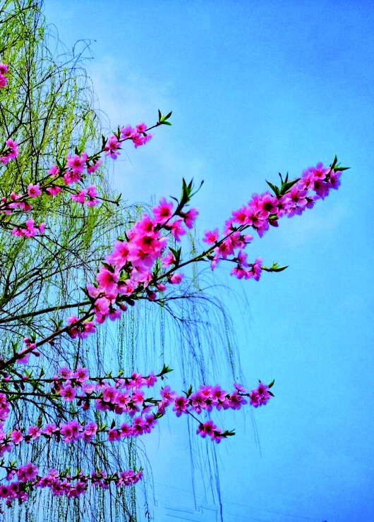 銅城桃花嫵媚綻放！君莫宅家辜負(fù)春光美景