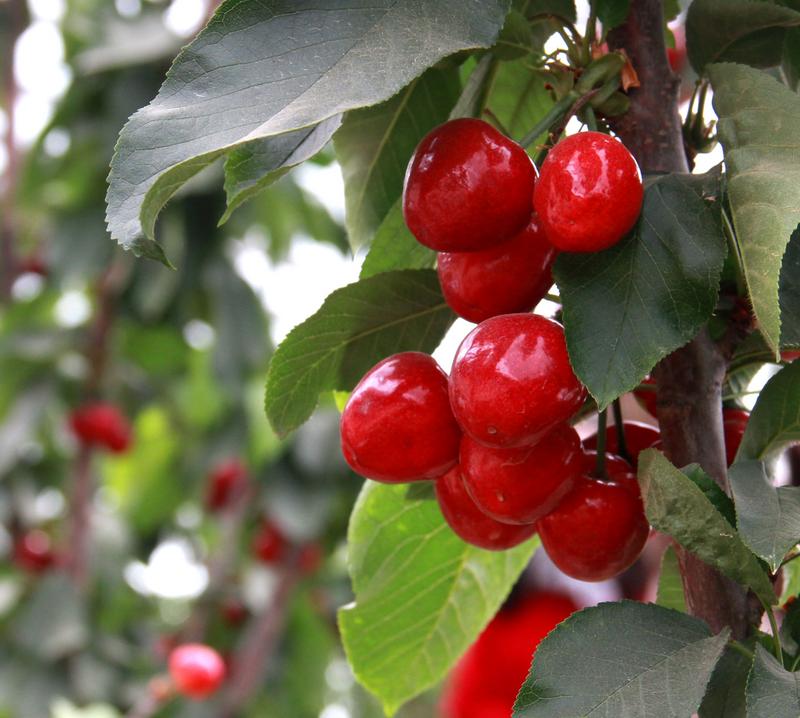 趕緊約起來！民勤紅旗谷櫻桃采摘園開園啦！