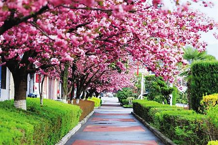 【印象隴原】去兩當(dāng)，與櫻花赴約