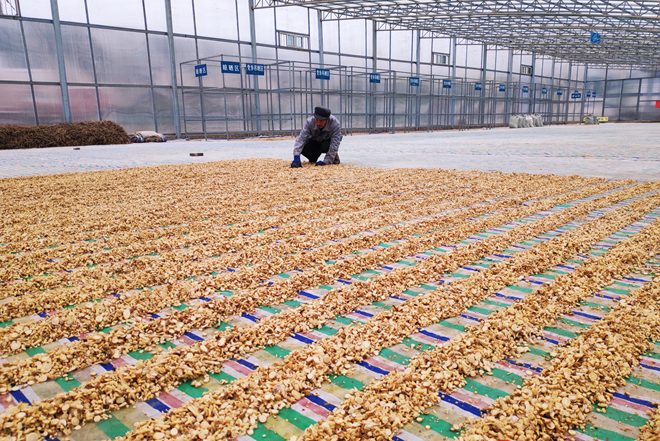 【甘肅省決戰(zhàn)決勝脫貧攻堅】天津幫忙建扶貧車間為會寧中藥材產(chǎn)業(yè)強(qiáng)筋骨