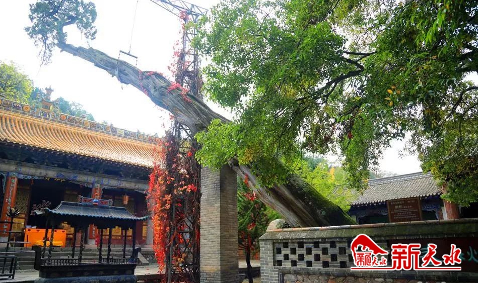 天水市人大常委會抓好古樹名木保護(hù)　助力文明城市創(chuàng)建