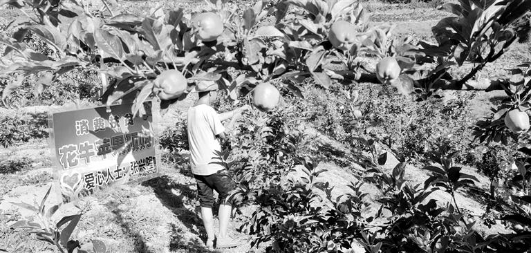 “于堡村果園”開張記——認購“一棵樹”，結出“致富果”