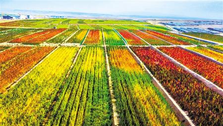 拉開架勢興產(chǎn)業(yè)——武威天?？h發(fā)展特色農(nóng)業(yè)綜述