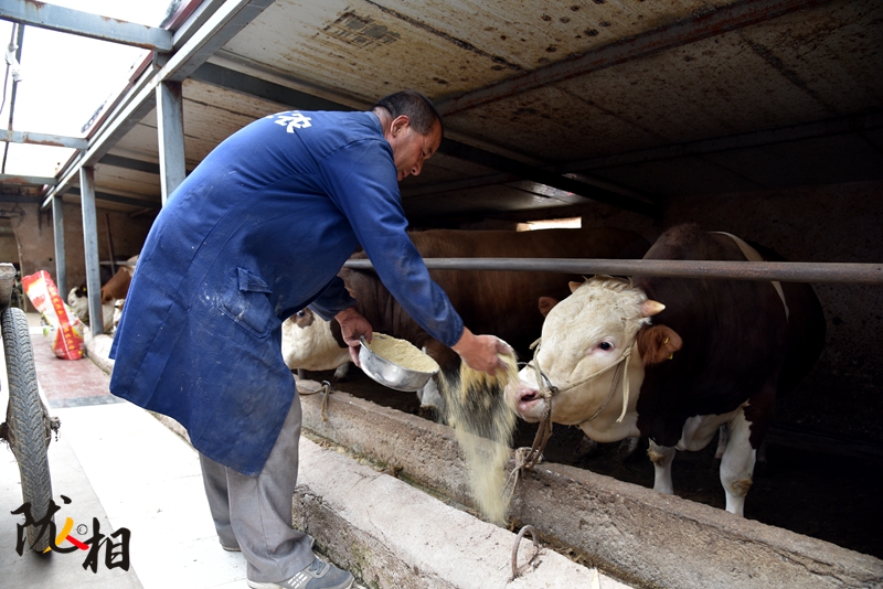 【隴人相】脫貧路上的實干家——“?！比笋R占清