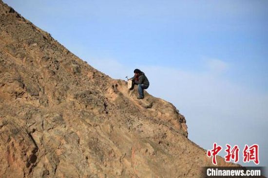 圖為敦煌“80后”畫(huà)家張杰龍?jiān)诙鼗腿Ｉ嚼锊杉V石顏料。(資料圖)受訪者供圖