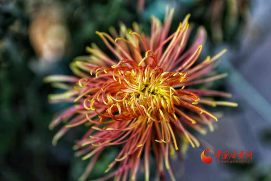 十五年，鍥而不舍終夢圓——寫在蘭州市入選全國文明城市之際