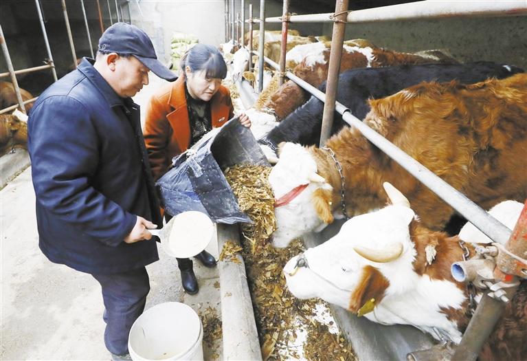 我和我的家鄉(xiāng)丨定西臨洮縣黨家墩村：“?！碑a(chǎn)業(yè)帶來(lái)“牛”日子