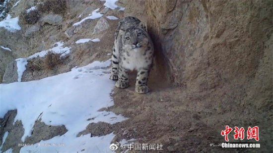 精靈漫步！甘肅阿克塞祁連山深處現(xiàn)雪豹身影