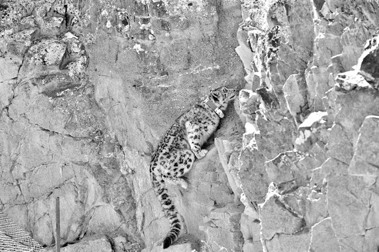 首例！肅北鹽池灣保護(hù)區(qū)一只雪豹被戴上定位項圈