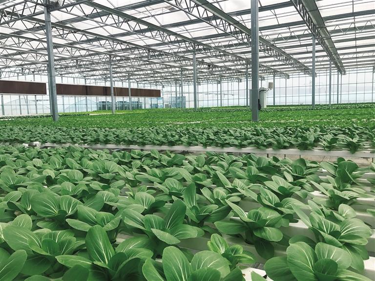 榆中做大做強高原夏菜產(chǎn)業(yè) 高品質(zhì)蔬菜走進千家萬戶