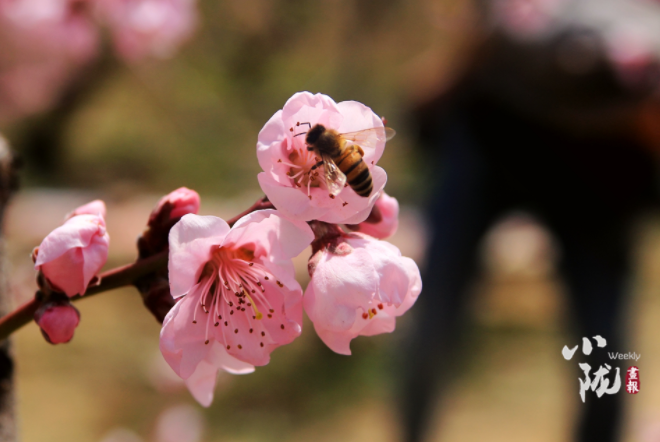 【小隴畫報·113期】最美人間四月天，灼灼桃花映秦安