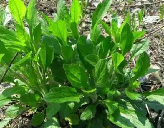 注意！路邊的野菜可不能亂采