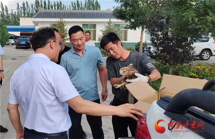 酒泉瓜州：國(guó)家二級(jí)保護(hù)動(dòng)物鵟“落難” 群眾熱心救助