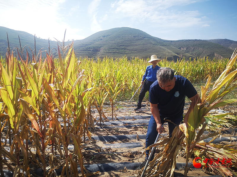 【慶豐收 感黨恩】定西安定：劉鴻奎的豐收節(jié)！