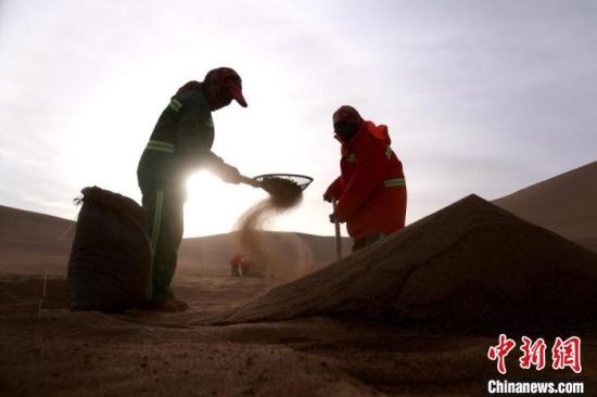 圖為“駱駝保姆”用土方法清理駝糞?！垥粤?攝