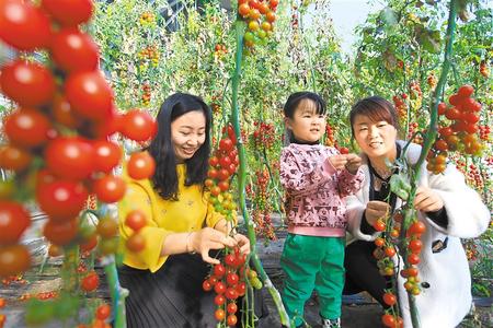 酒泉市肅州區(qū)東洞戈壁產(chǎn)業(yè)園里的圣女果、人參果陸續(xù)成熟上市