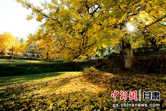 隴南徽縣銀杏樹最美的時候，當(dāng)屬每年的10月至11月。圖為樹葉已染黃的銀杏樹。張承榮 攝