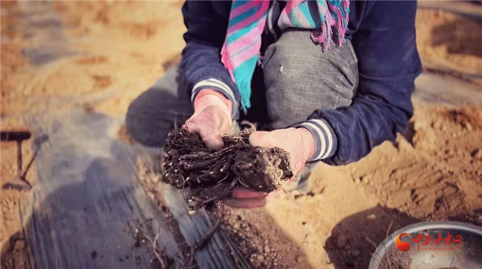 【隴拍客】好消息！榆中縣馬坡鄉(xiāng)在高海拔的馬銜山山麓種植1500畝當(dāng)歸