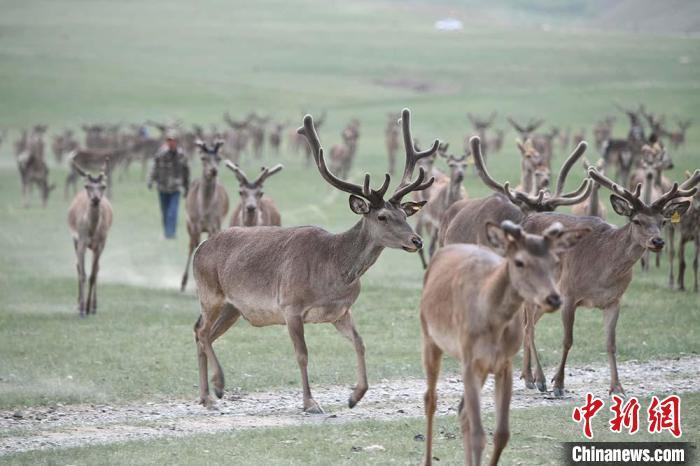 圖為肅南縣馬鹿養(yǎng)殖場內(nèi)的鹿群。　楊艷敏 攝