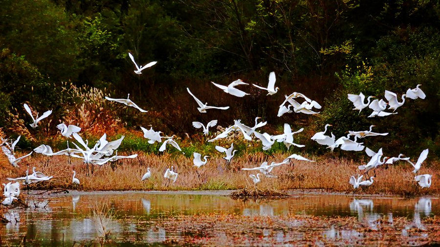 白鷺翩躚舞初冬。吳康軍攝