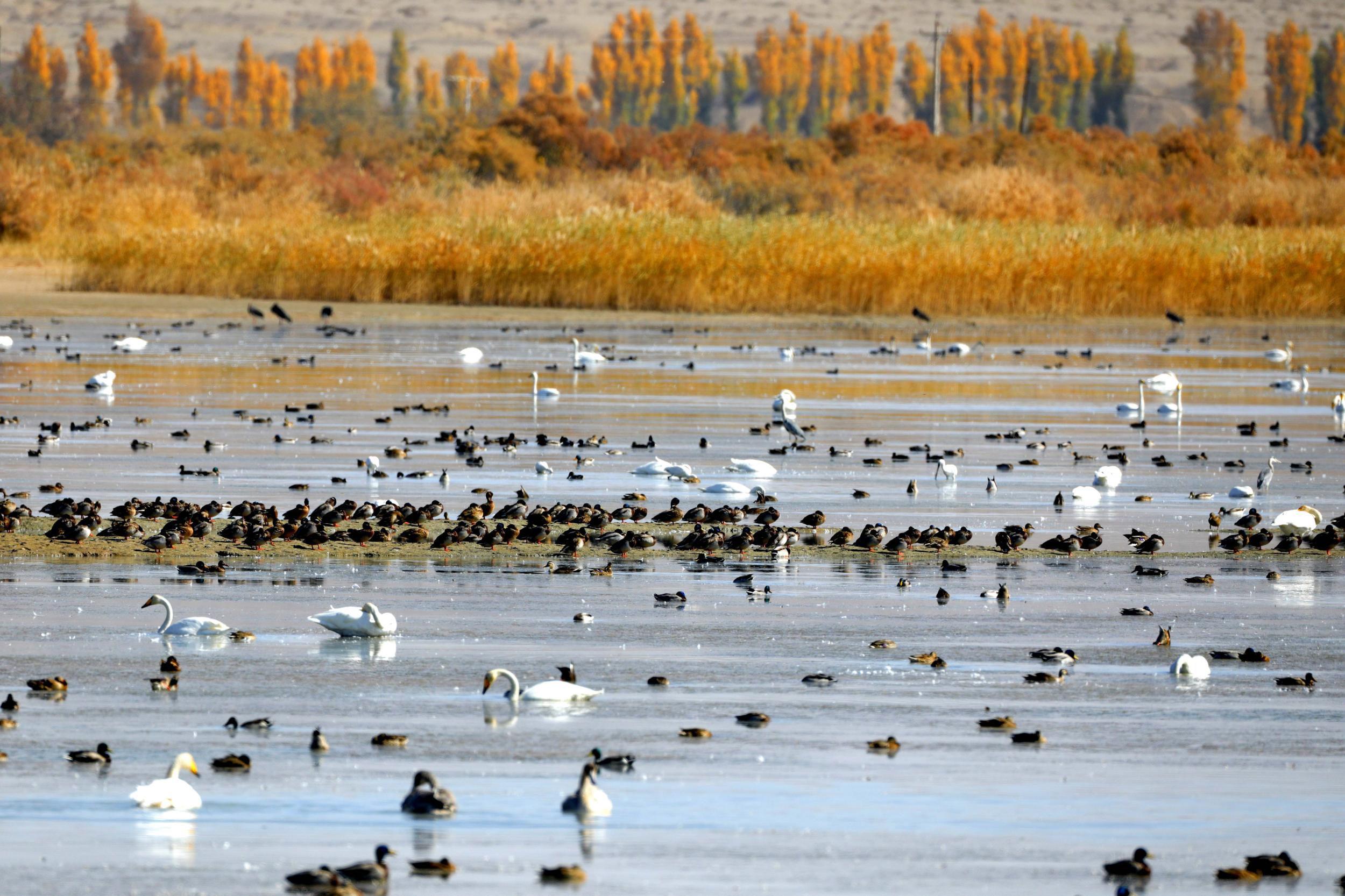 天鵝飛抵高臺縣黑河濕地嬉戲覓食、棲息越冬。尹昭霞攝