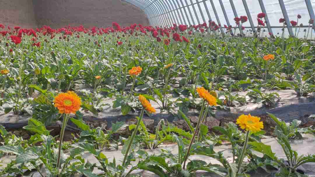 1678286691589520.jpg?x-oss-process=style/w10 5c08e74f7f26f468ba1c159f657c50a.jpg?x-oss-process=style/w10