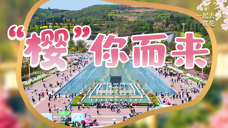 海報|春色爛漫，一組海報“云賞”櫻花盛開