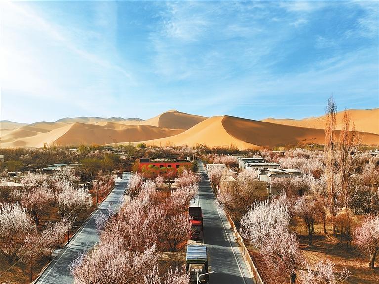 近日，敦煌鳴沙山下的李廣杏杏花陸續(xù)開放，美如畫卷。新甘肅·甘肅日報(bào)通訊員　張曉亮