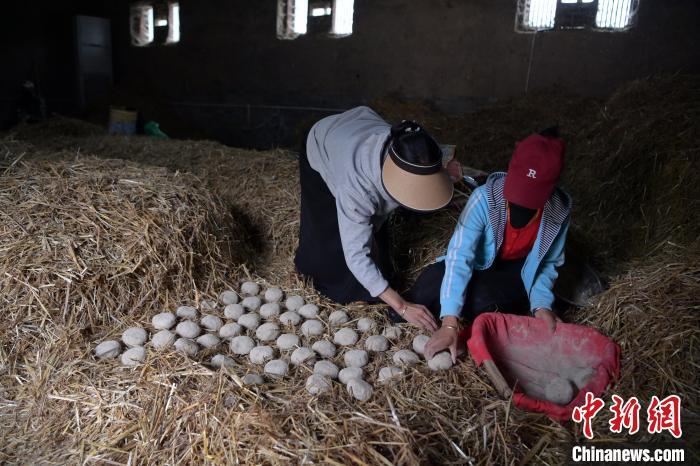 酒曲成型之后入曲房，入室之前要灑水，再鋪青稞草，防止曲塊的水分被吸走，曲房內有通風道、窗戶、暖氣、電熱爐等各種控制曲房溫度的設備。圖為5月10日，工作人員將成型的曲塊搬運到曲房。九美旦增　攝