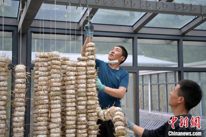 圖為5月10日，工作人員將用青稞面和青稞草等制成的曲坯用繩子串起來晾曬。九美旦增　攝