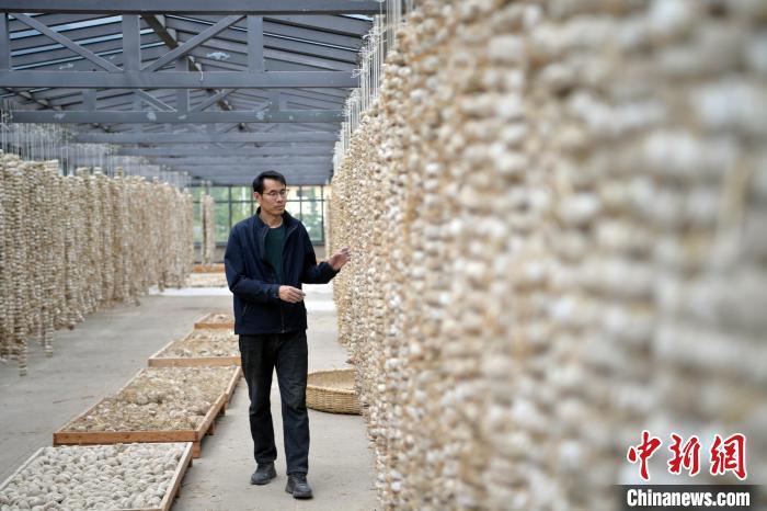 圖為5月10日，工作人員檢查晾曬的曲胚。九美旦增　攝