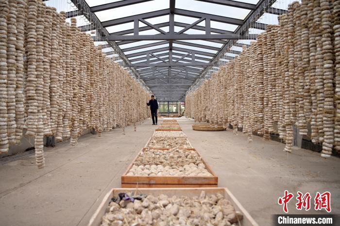 圖為5月10日，工作人員檢查晾曬的曲胚。九美旦增　攝