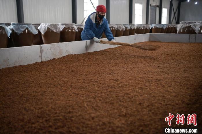 圖為5月10日，工作人員整理鋪撒的酒醅。九美旦增　攝