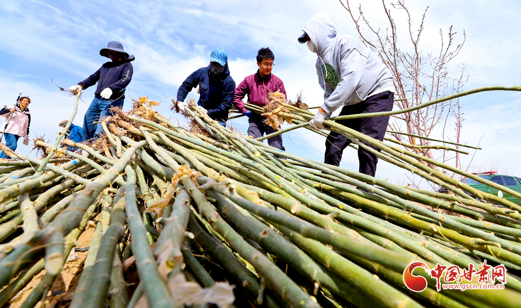 甘州：農田林網添新綠