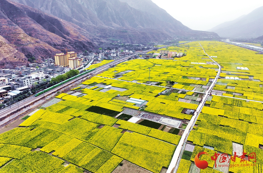 油菜花開迎客來