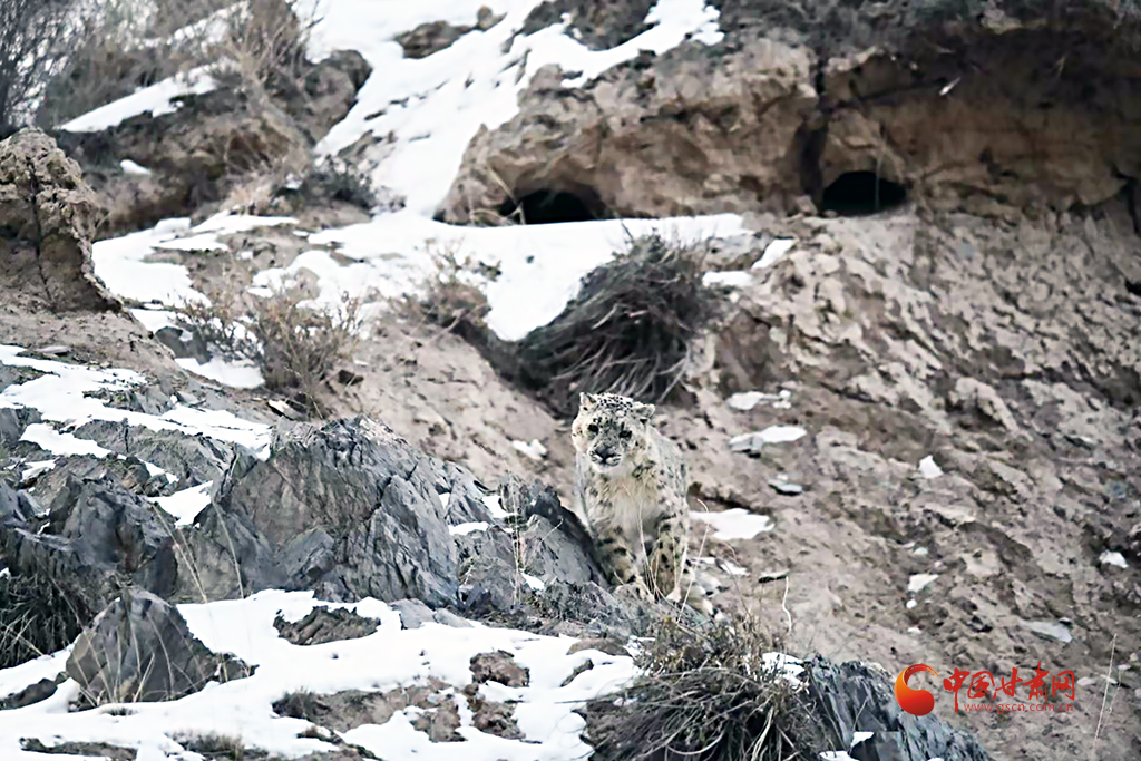 20米內“定格”雪豹巡山