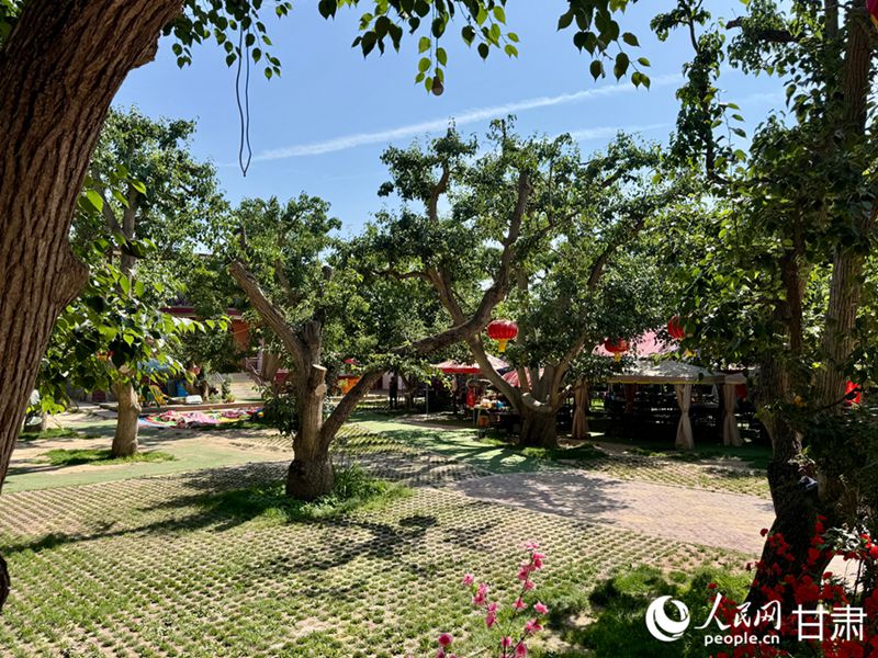 什川古梨園。人民網(wǎng)記者 焦隆攝