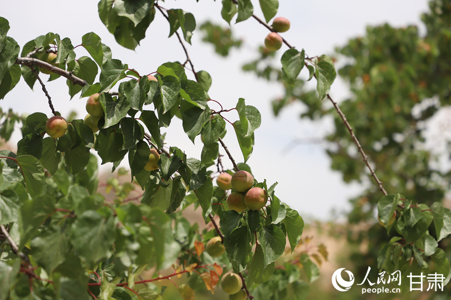 蘭溝村百畝杏林的杏子即將成熟。人民網(wǎng)記者 焦隆攝
