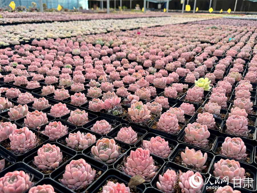 蘭州鑫源現(xiàn)代農(nóng)業(yè)休閑觀光旅游景區(qū)多肉大棚。人民網(wǎng)記者 焦隆攝