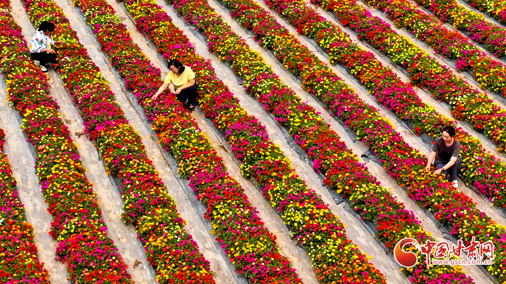 美麗產業(yè)助力鄉(xiāng)村振興