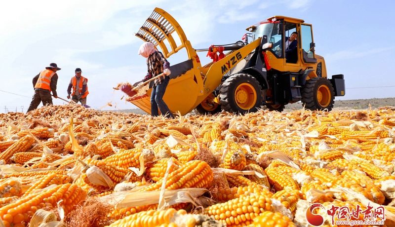 隴拍客丨高臺(tái)：制種玉米晾曬忙