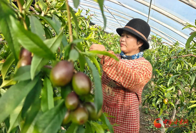 瓜州：錯峰上市+農(nóng)旅融合 小小油桃闖出共富大市場